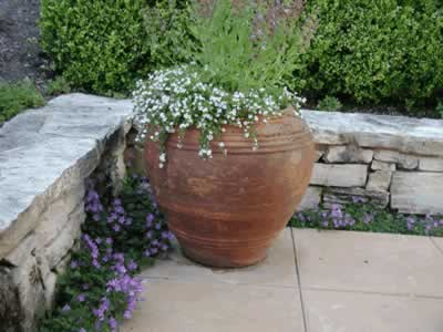 Perennial plants in container