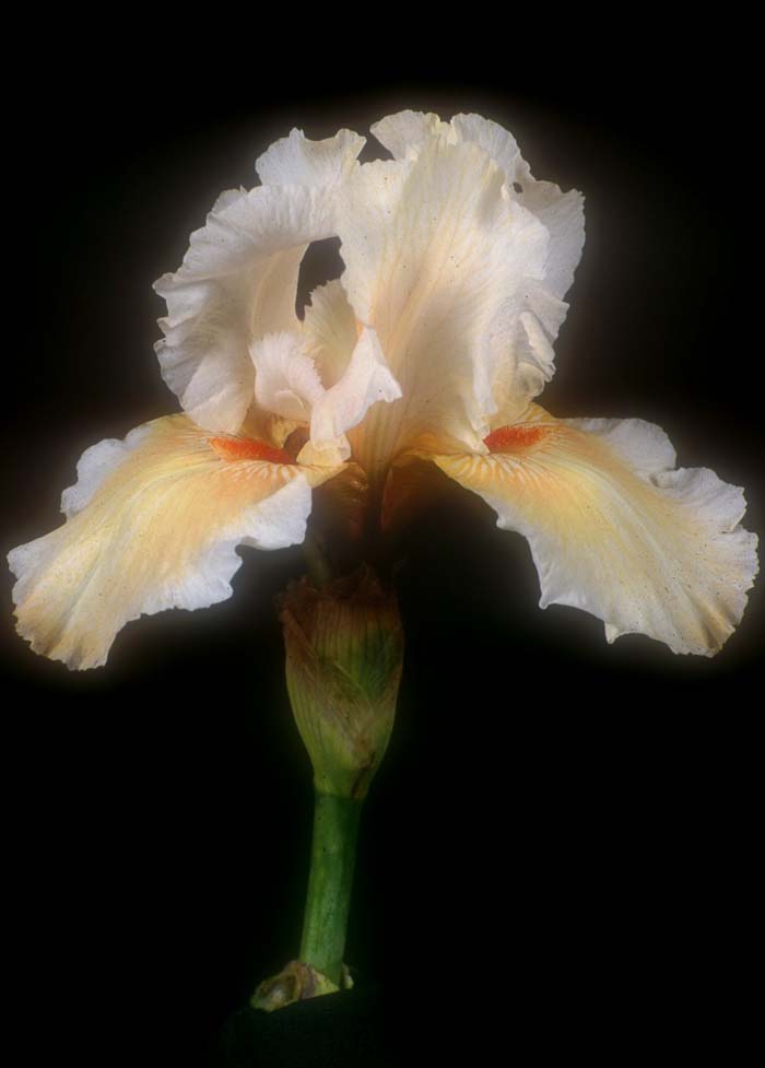 Iris bearded 'Coral Beauty'