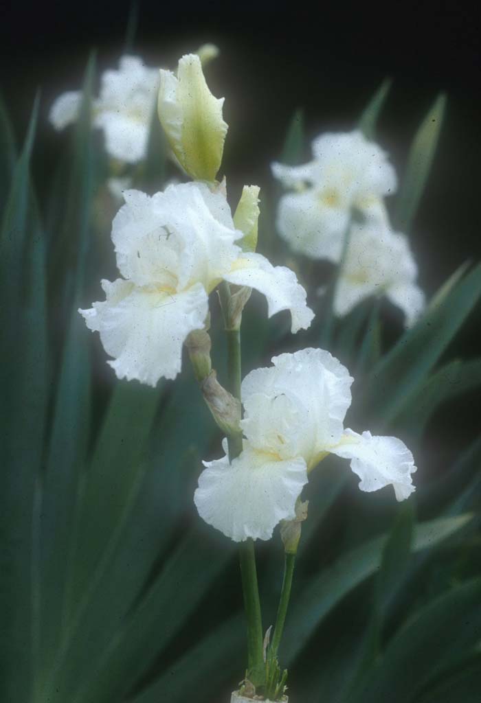 Iris bearded 'Frequent Flyer'