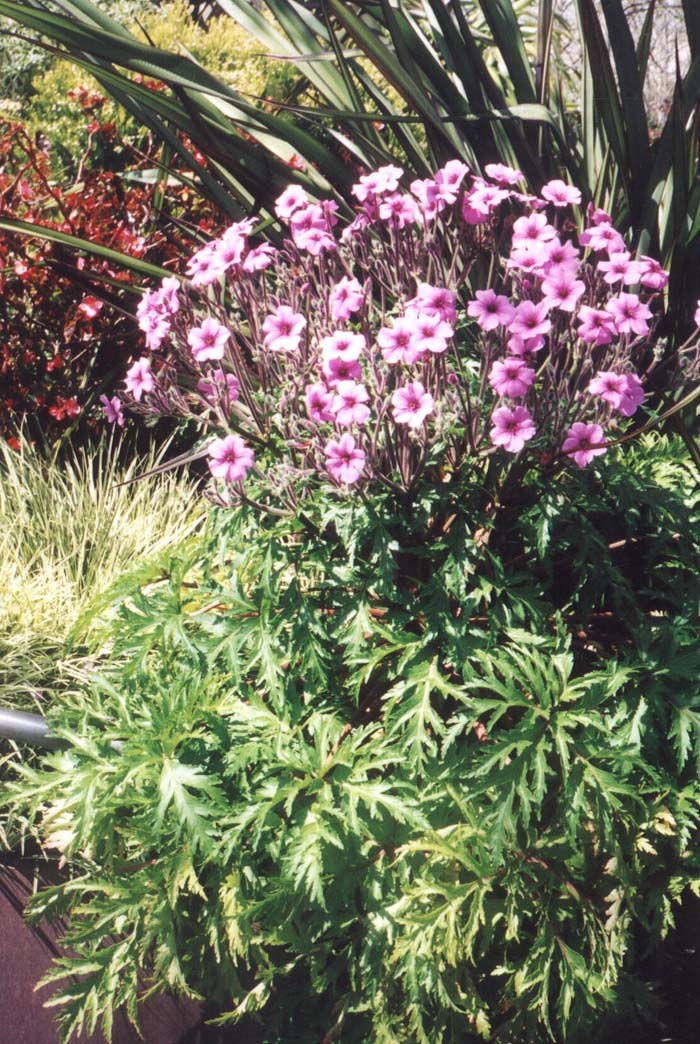 Plant photo of: Geranium maderense