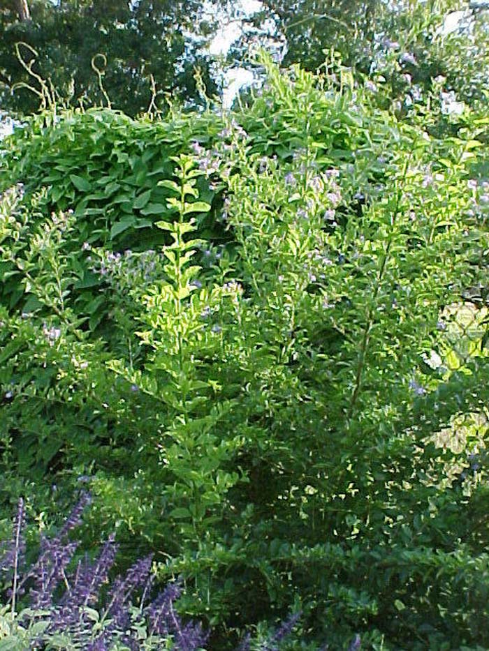 Plant photo of: Duranta erecta