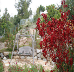 Kangaroo Paws Hill Garden