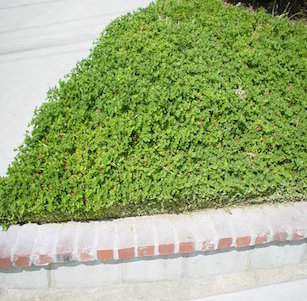 Fire-wise Groundcovers