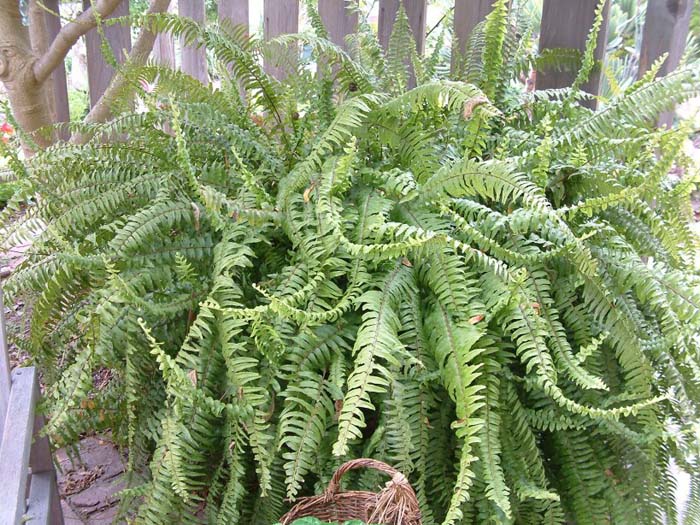 Tropical Sword Fern