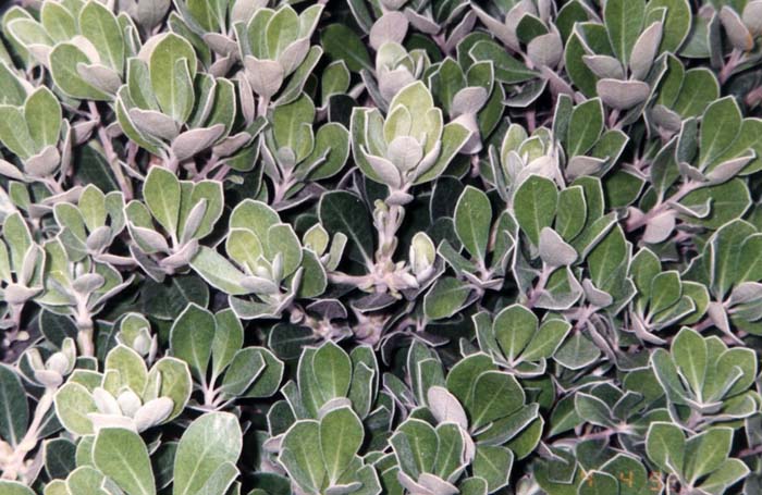 Plant photo of: Pittosporum crassifolium 'Compactum'
