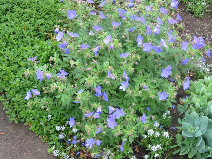 Plant photo of: Geranium 'Johnson's Blue'